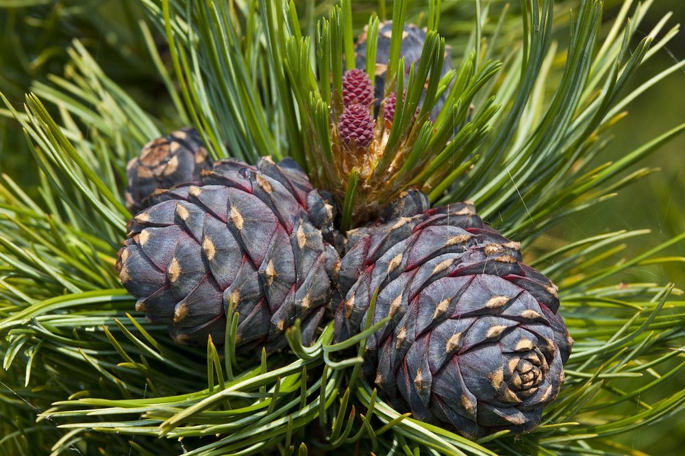 Здоровье Сибири