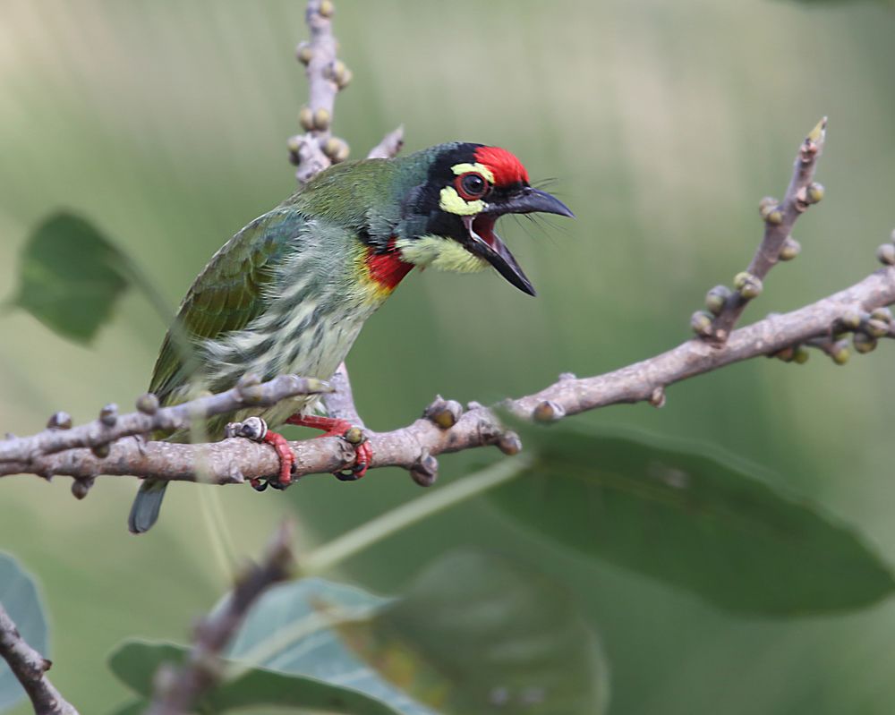 Coppersmith Barbet Calling
