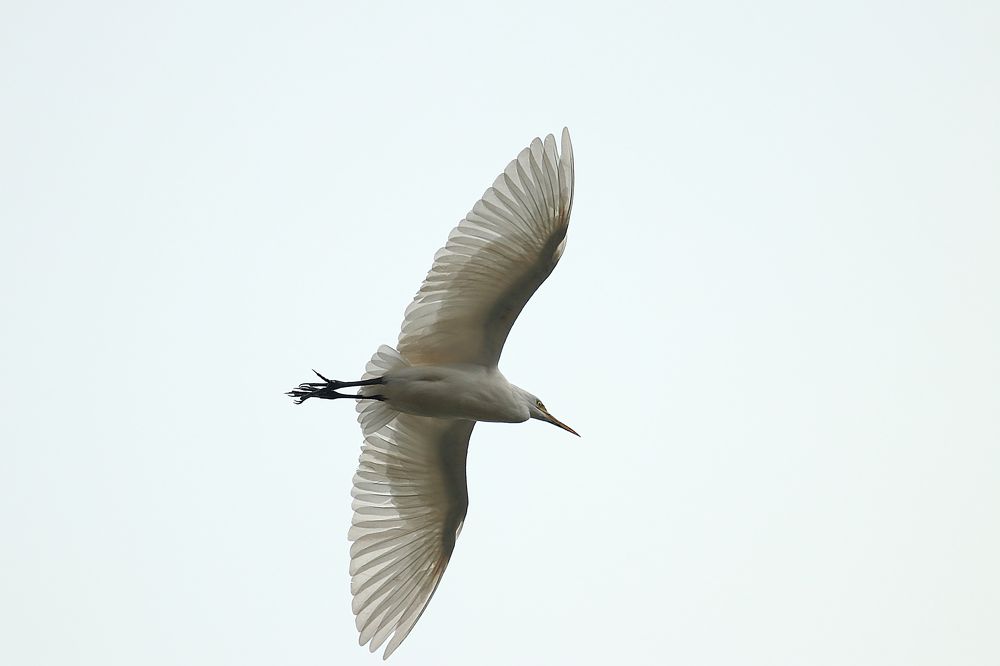 Cattle egret in flight