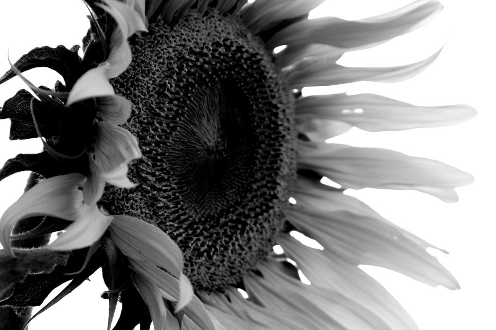 Lonely Sunflower