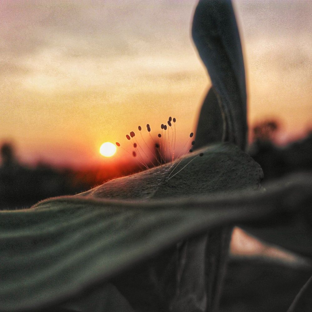 mesmerizing insect world