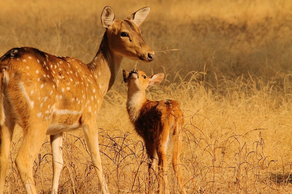 The unconditional love