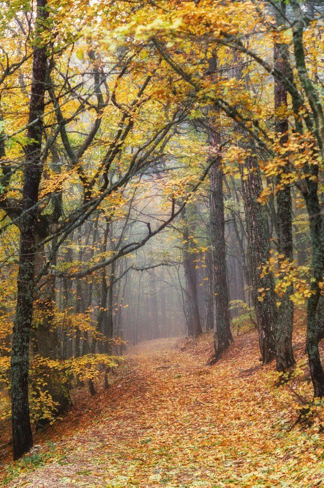 таинственный лес