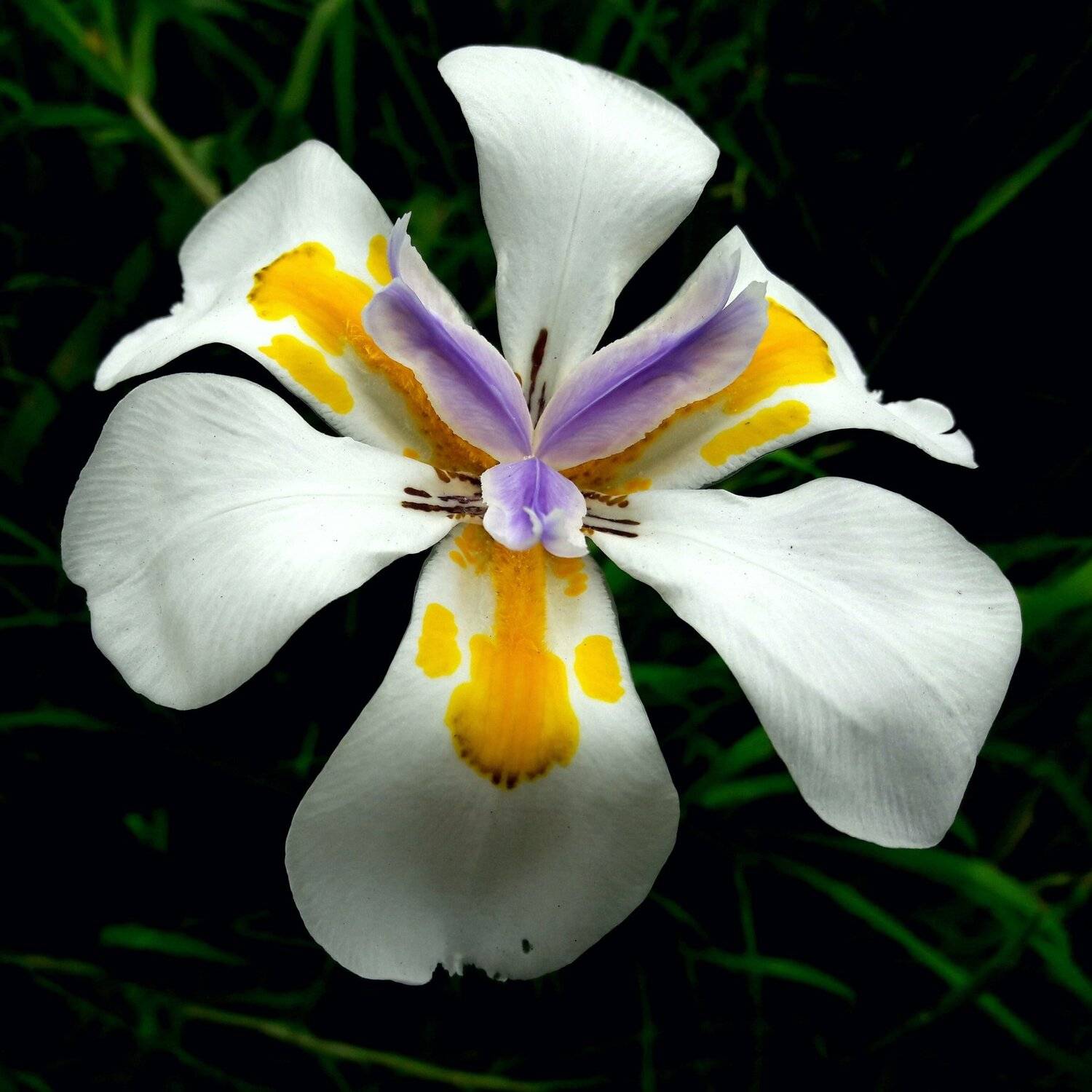 Colored Iris