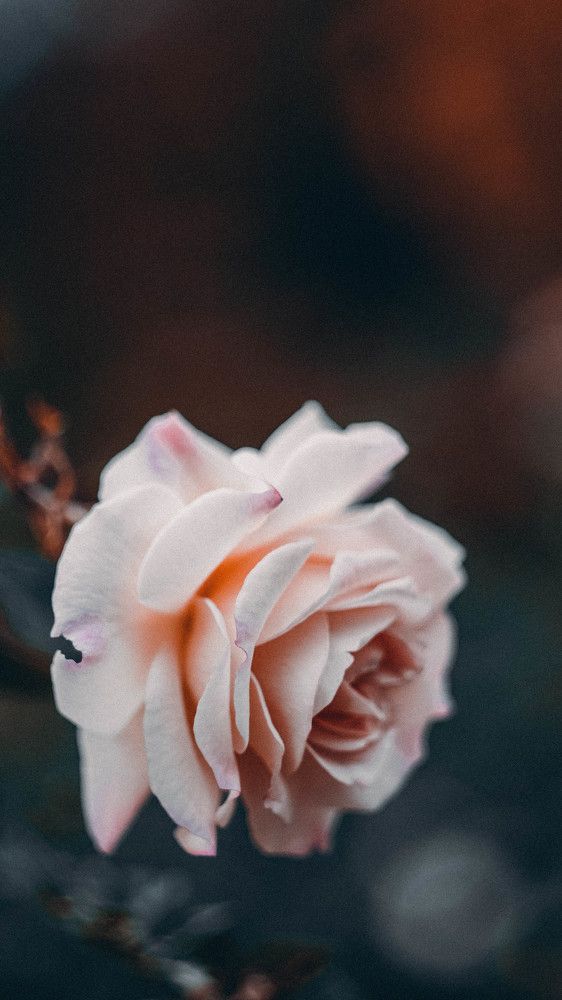 Волшебная притягательность