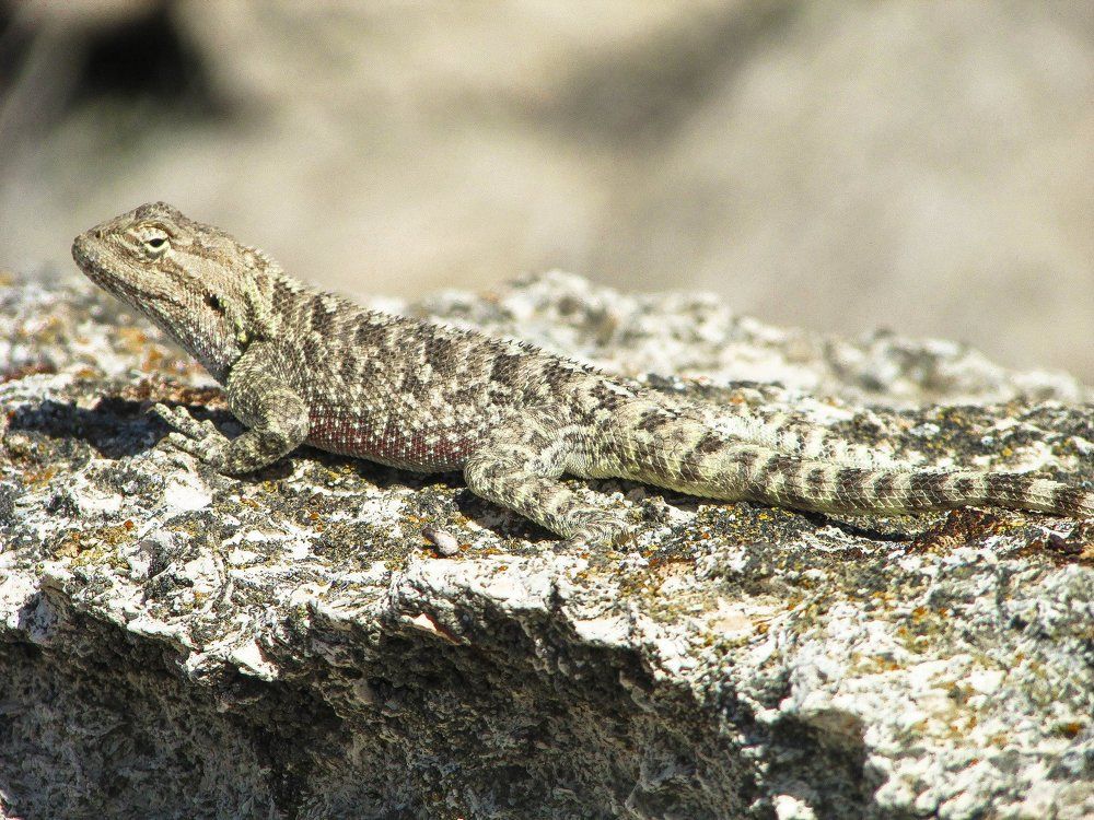 Степная Агама