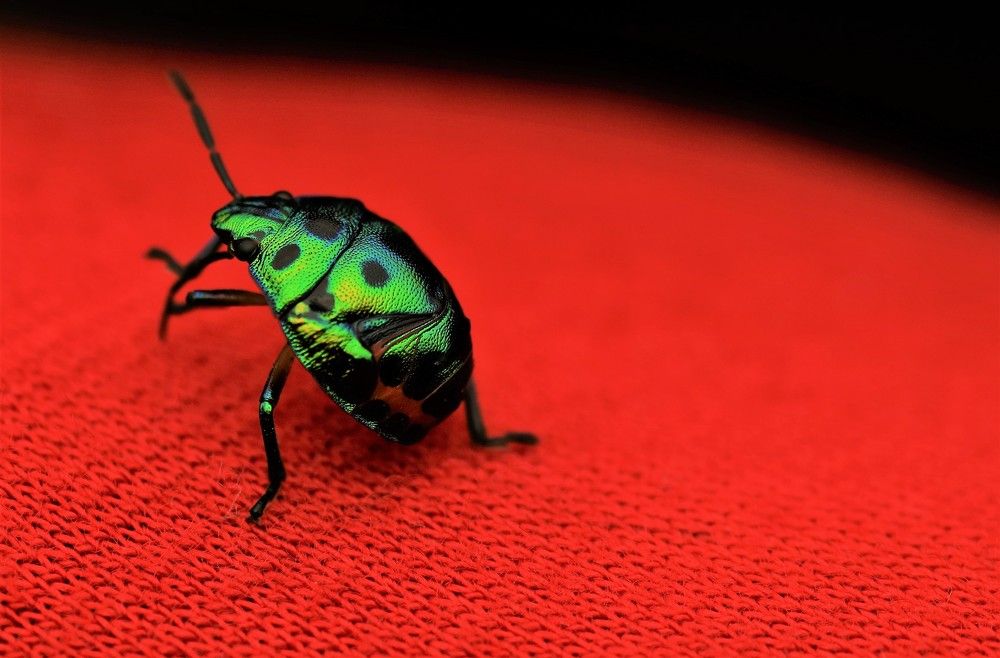 walking on the red carpet