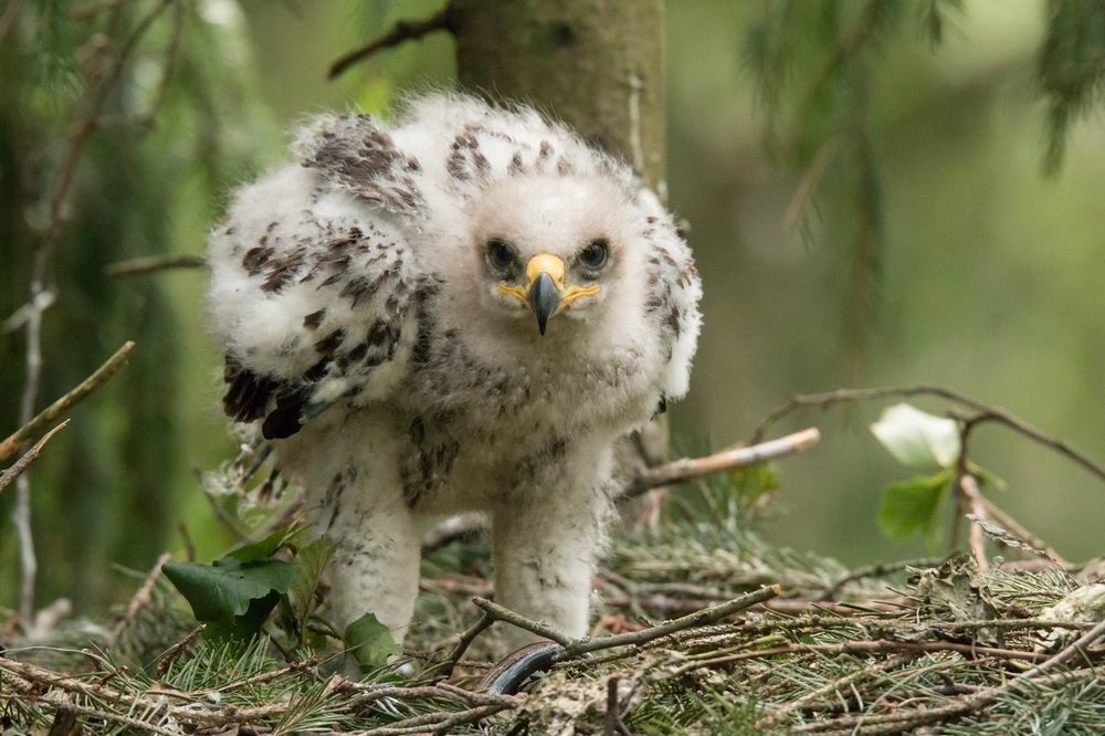 Серьёзный взгляд.