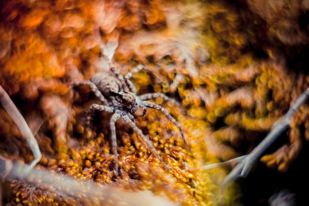 Хозяин золотой долины