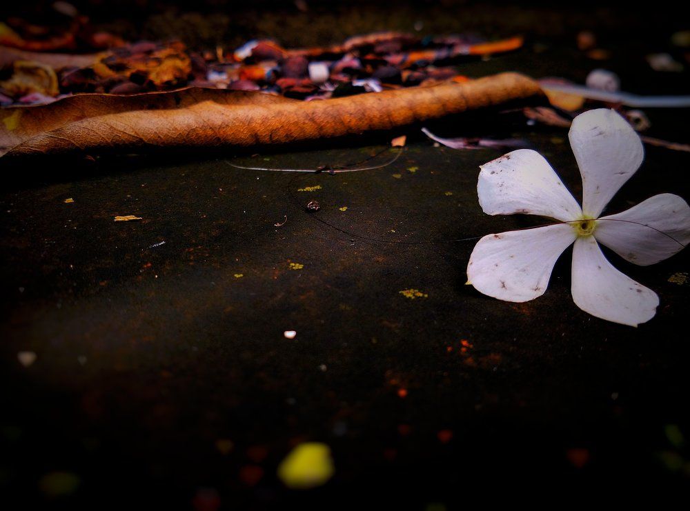 A fallen flower......