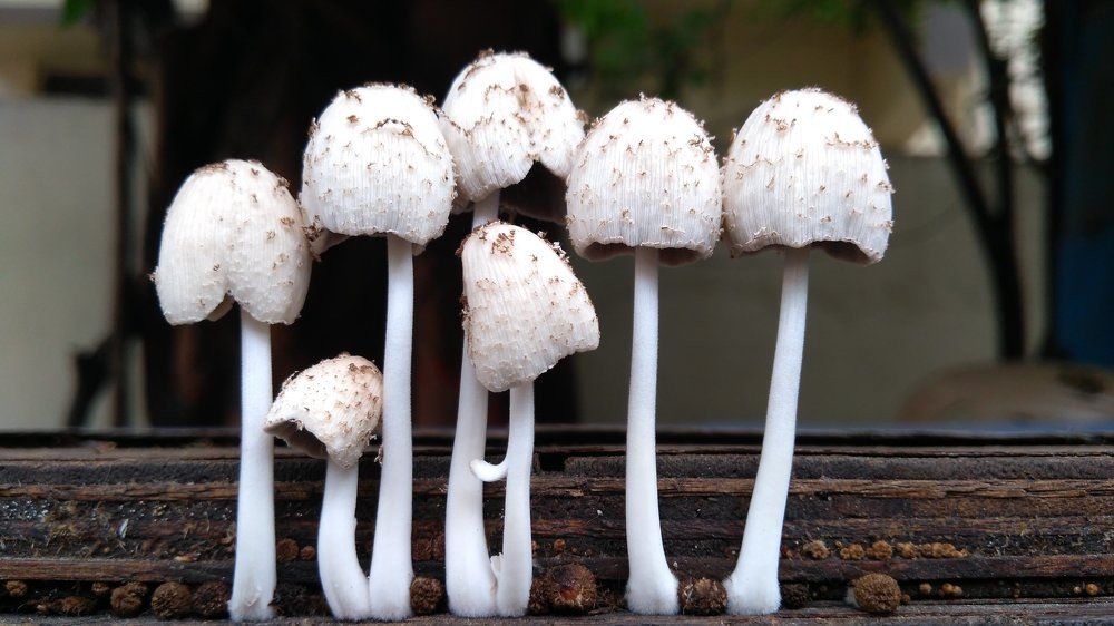 Mushroom
