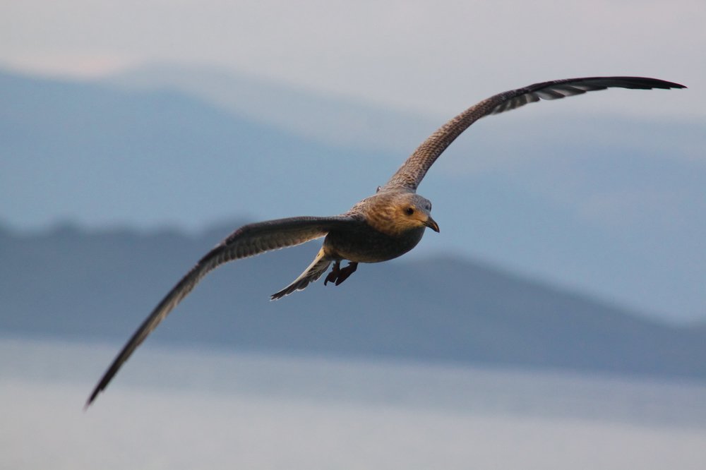 Молодая чайка