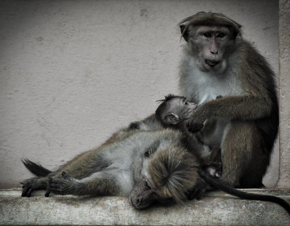 Love is want for all animals