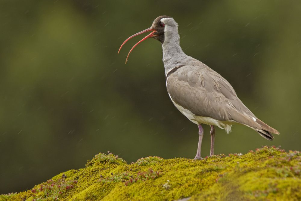 The showering Ibisbill