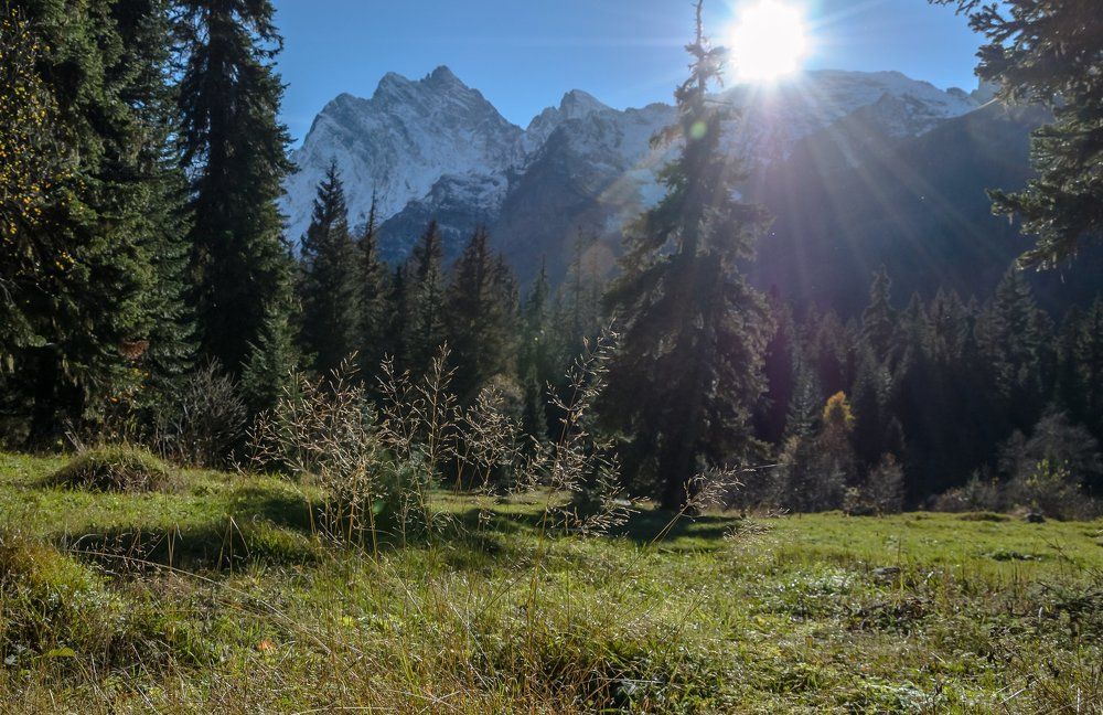 У леса на опушке...