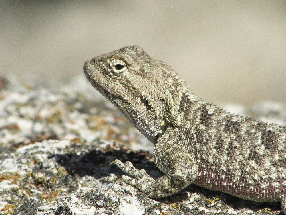 Агама степная