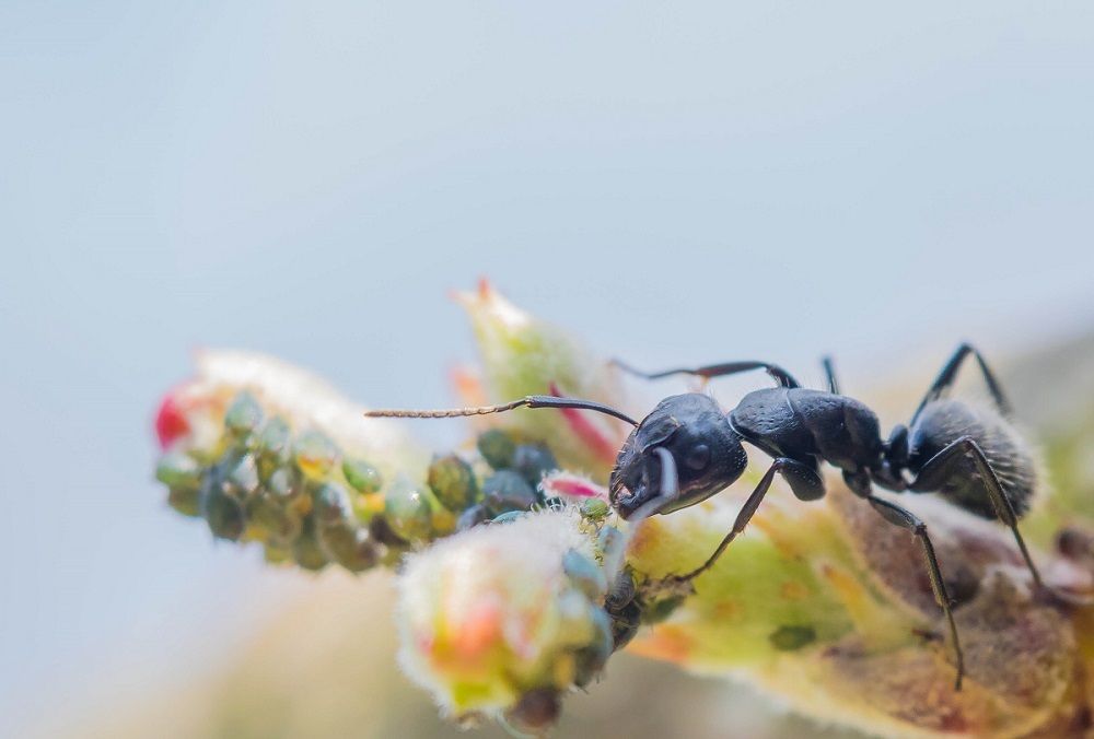 A little ant on an apple tree