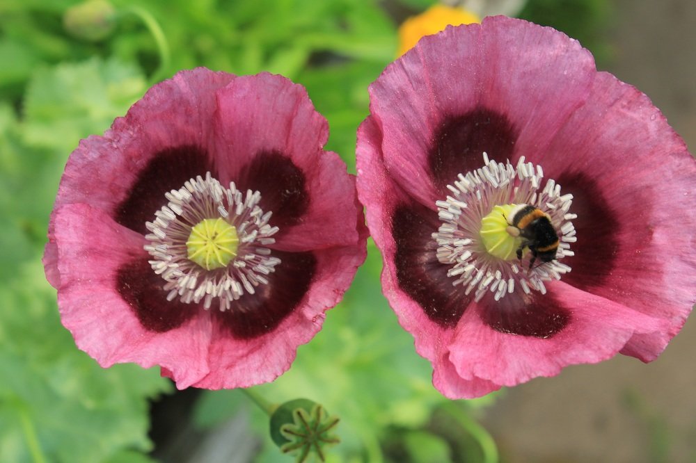 Цветущие маки