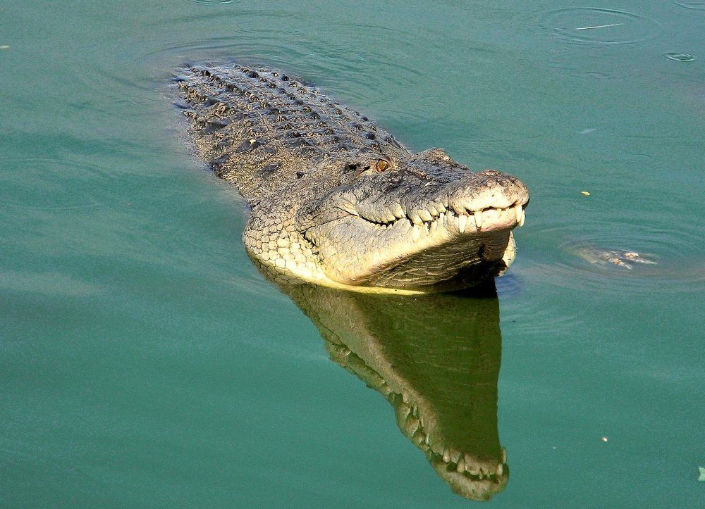 Крокодил