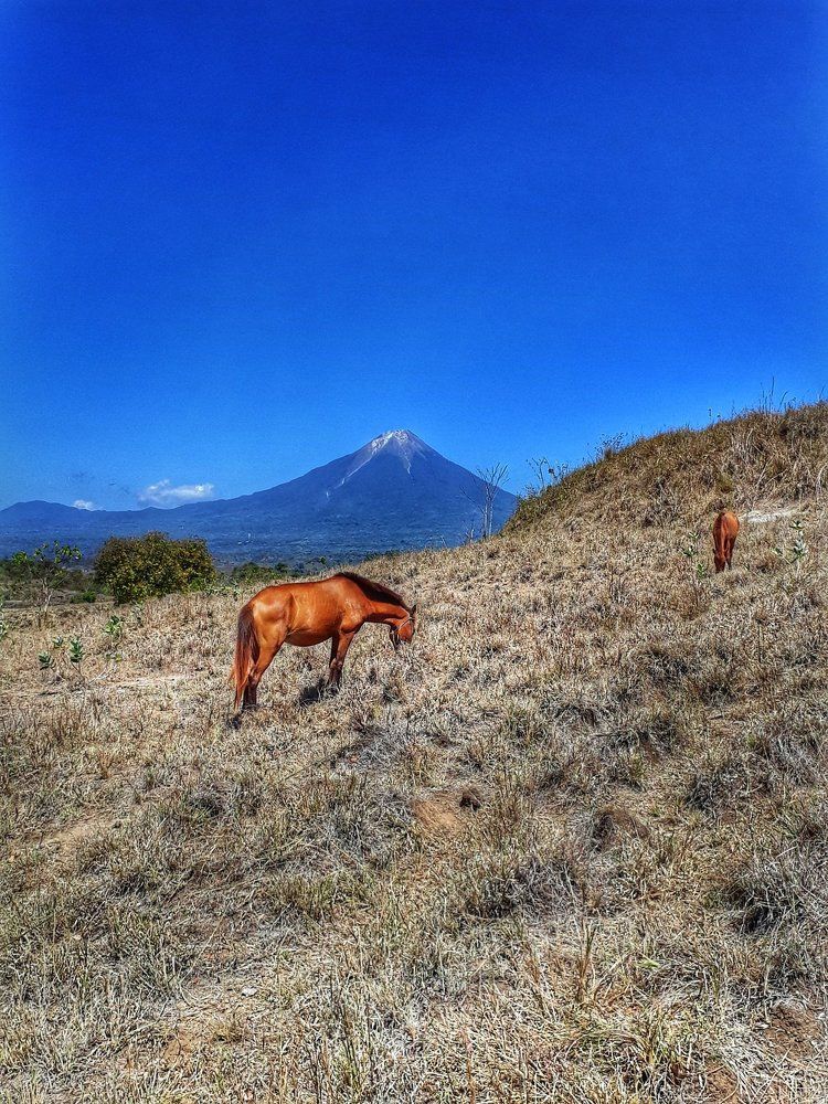 Savanna Matamenge