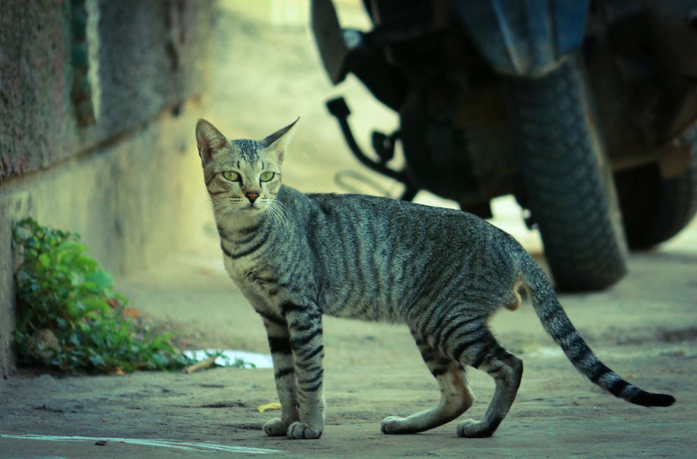 Street cat