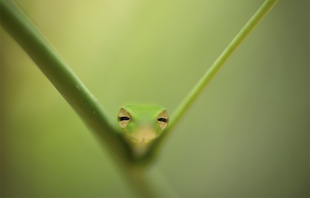 Green vine snake