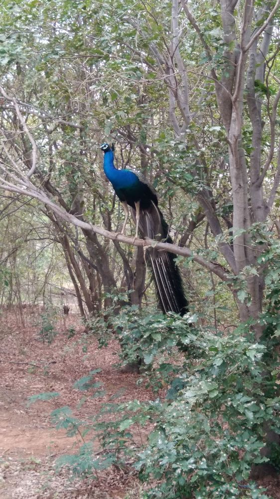 peacock