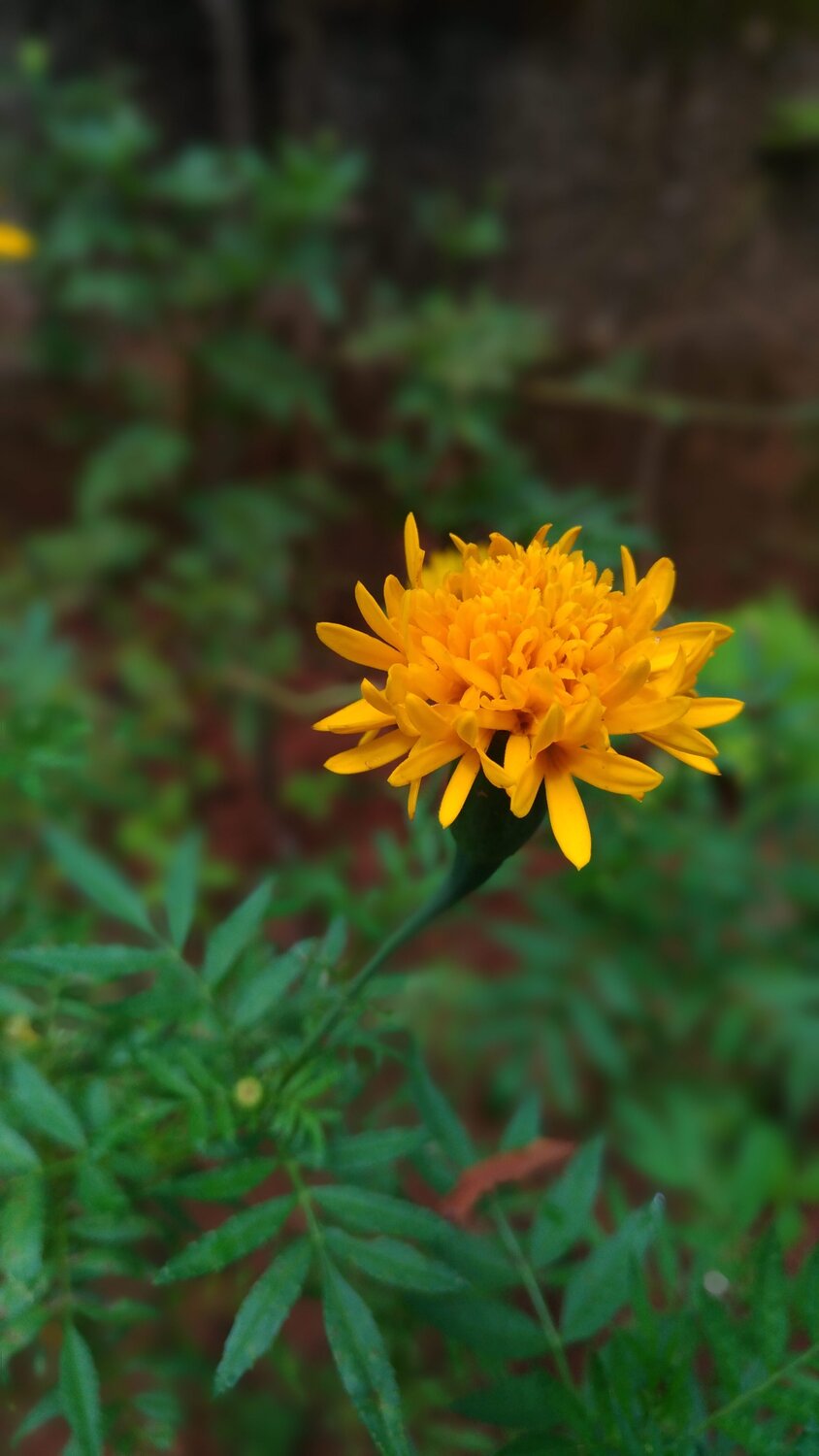 Yellow stone