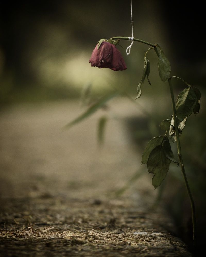 Depression and anxiety result suicide