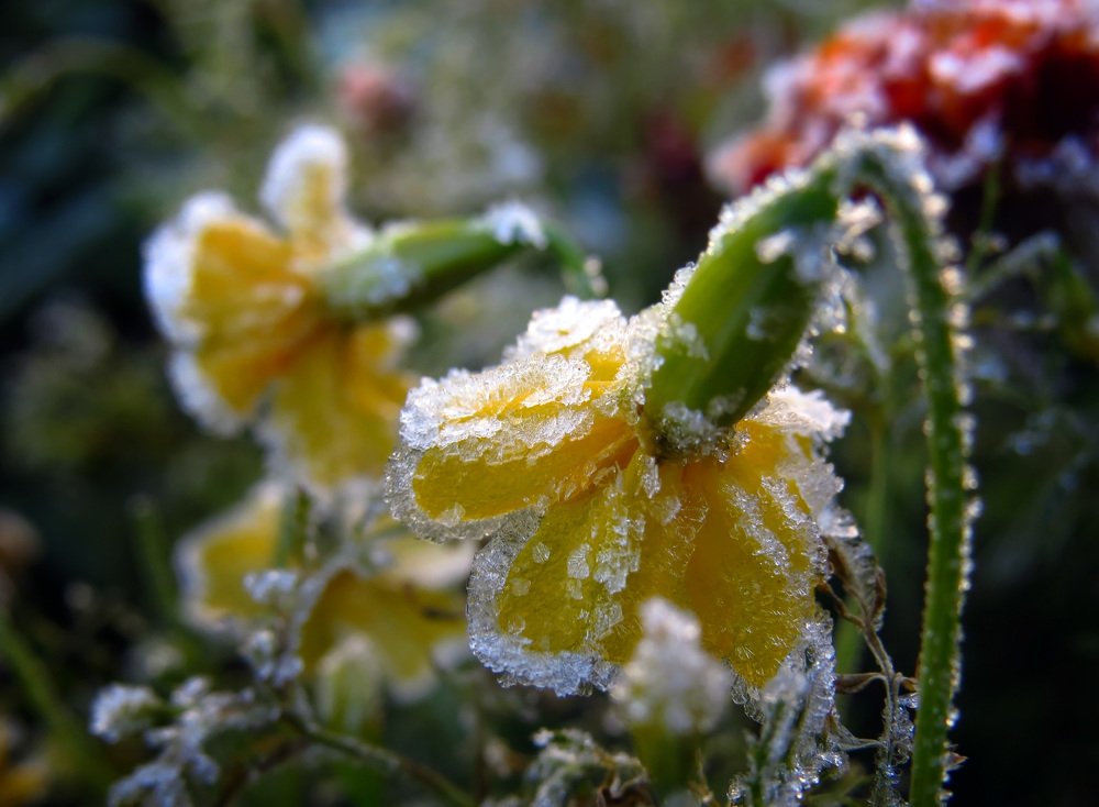 Первые заморозки