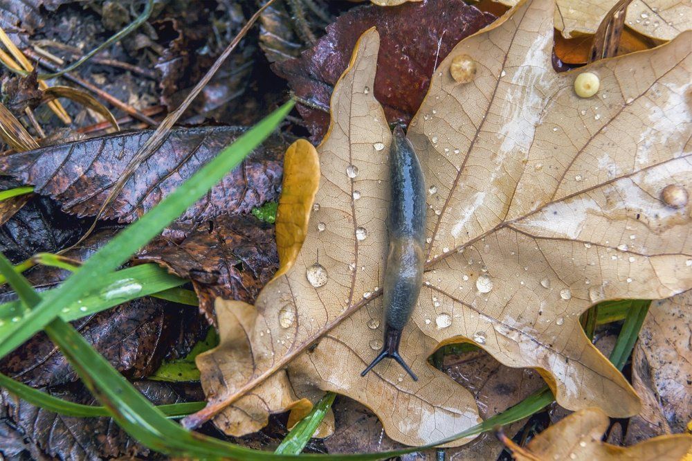 Путь по листьям осенним..