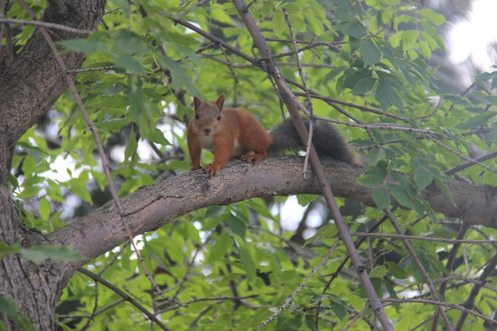 Пушистая фотомодель