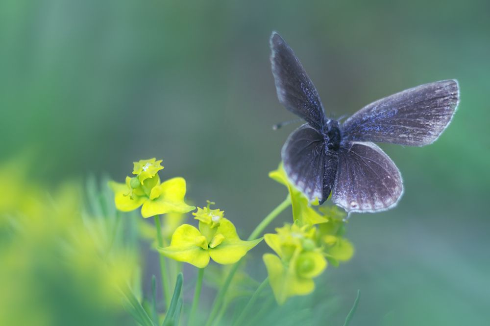 Голубяночка