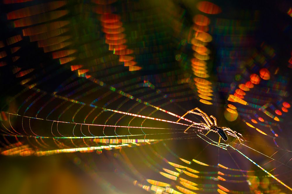 Струнами света