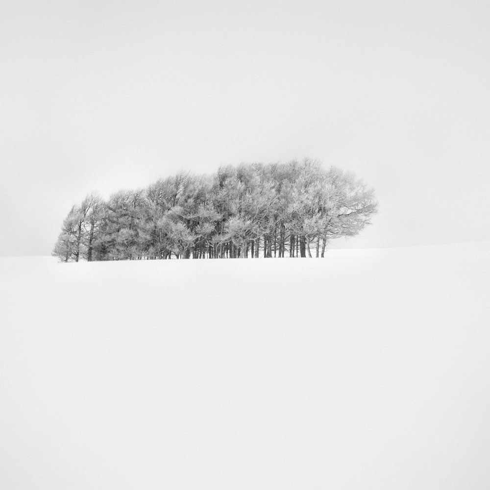 Grove of Trees, Japan