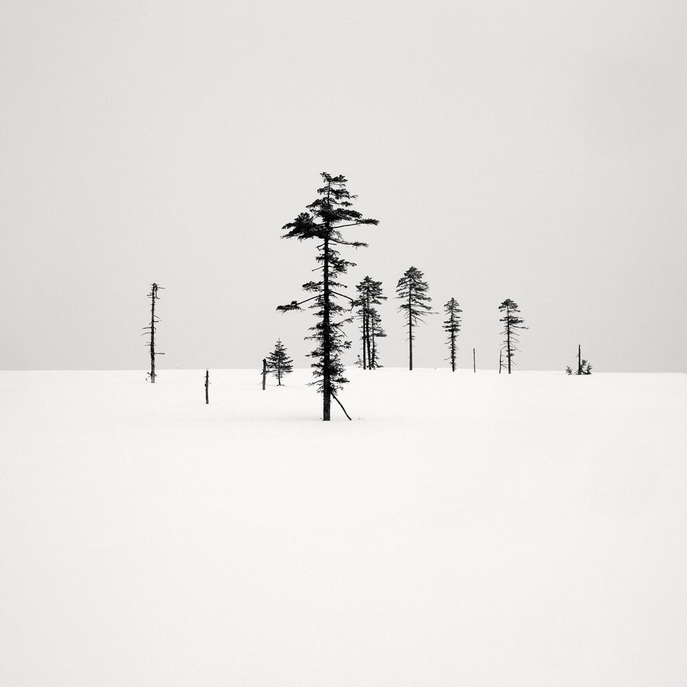 Winter Trees, Japan