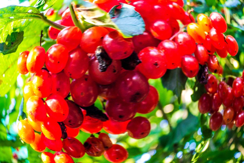 Калина красная