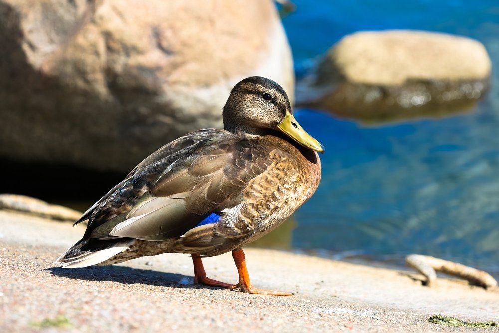согреваясь солнечными лучами
