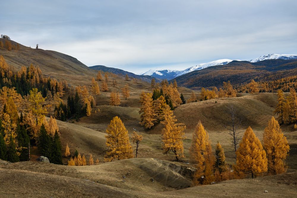 Золото Лиственниц