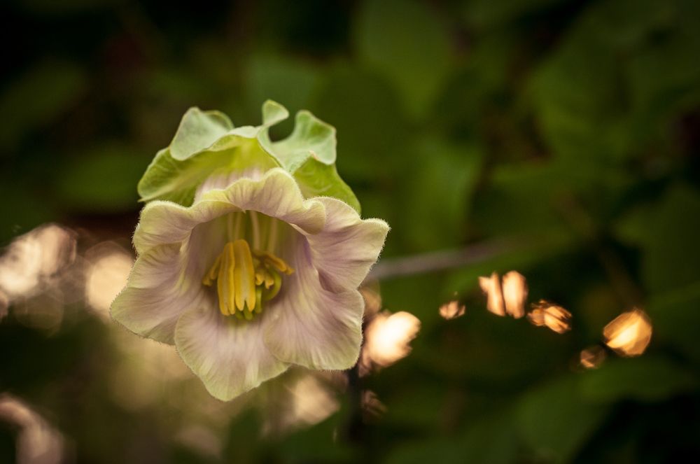 Квітковий дзвоник