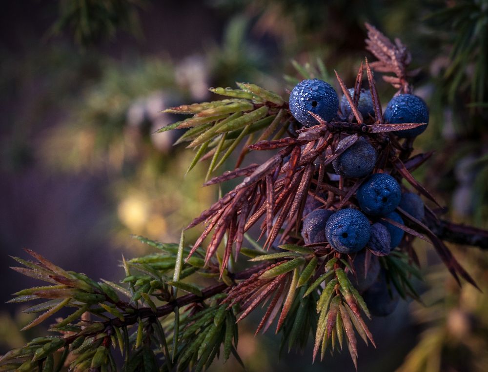 Photograph by Halyna Nechyporuk