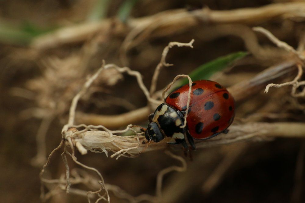 Photograph by Ирина Толмачева
