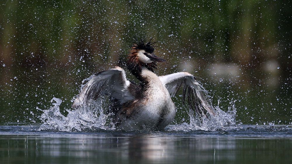 Водные процедуры
