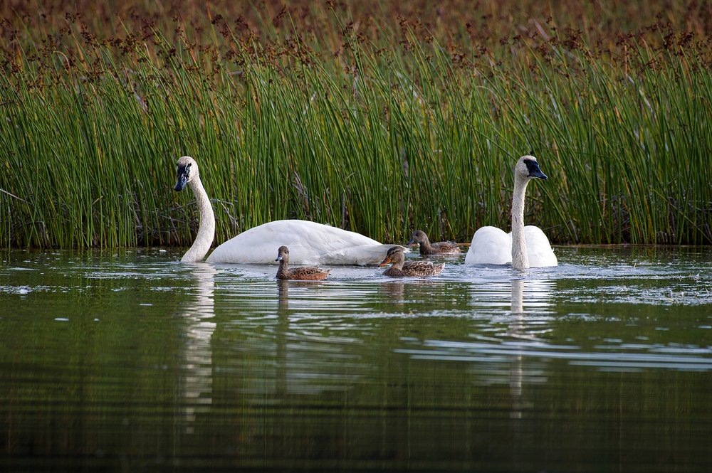 Тундровые лебеди