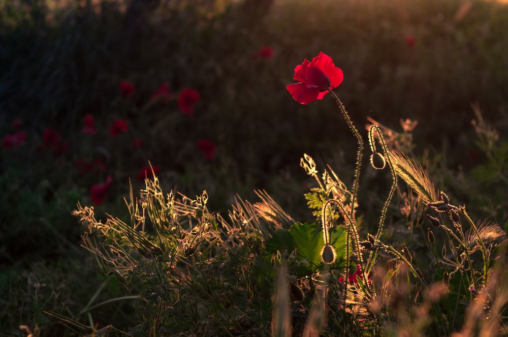 Весеннее цветение маков в Крыму