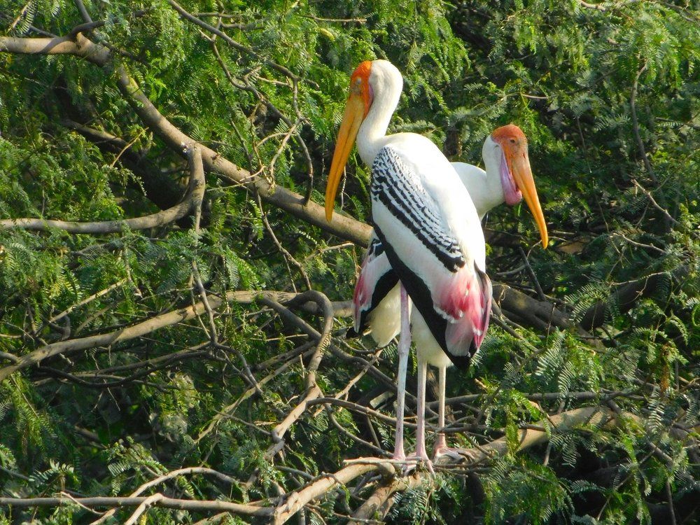 wildlife photography