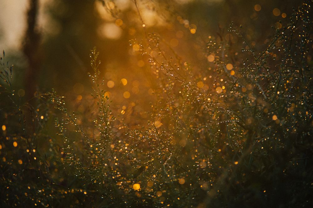 Июльский дождь