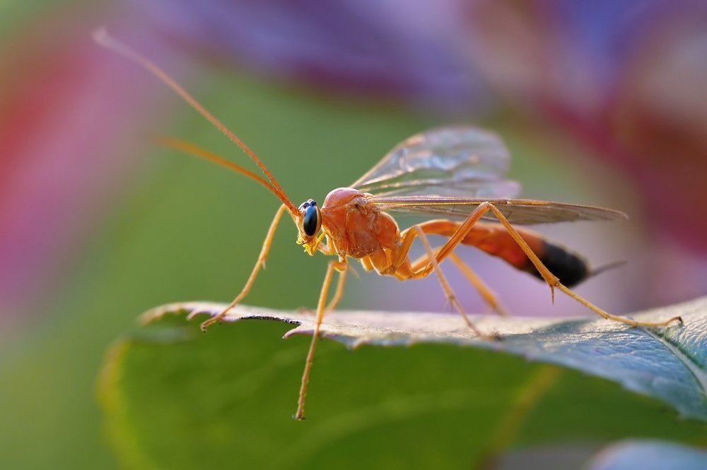 Рыжая летунья