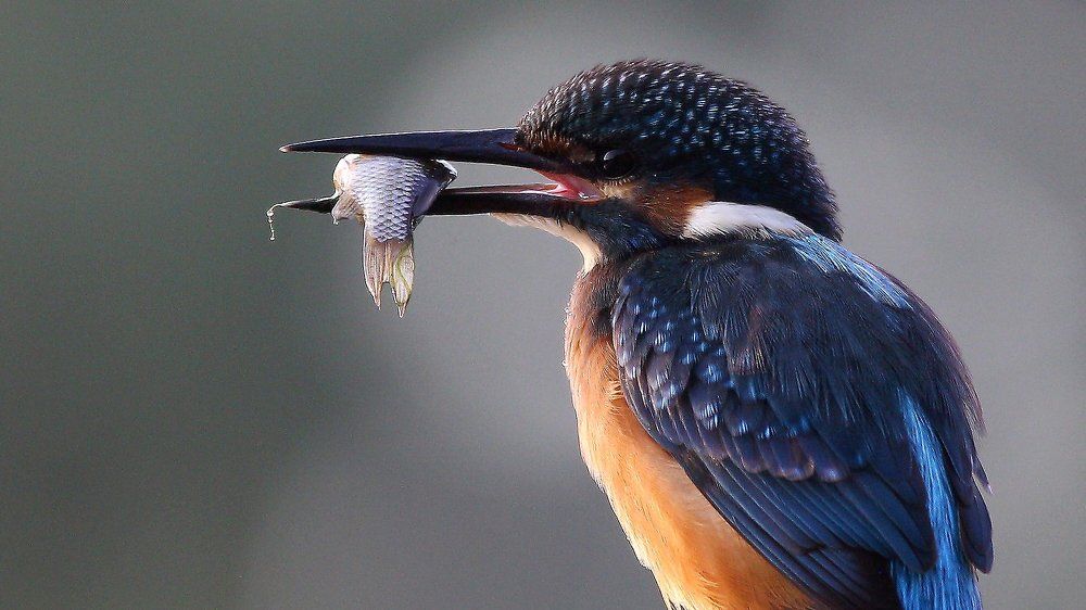 Зимородок. Портрет.