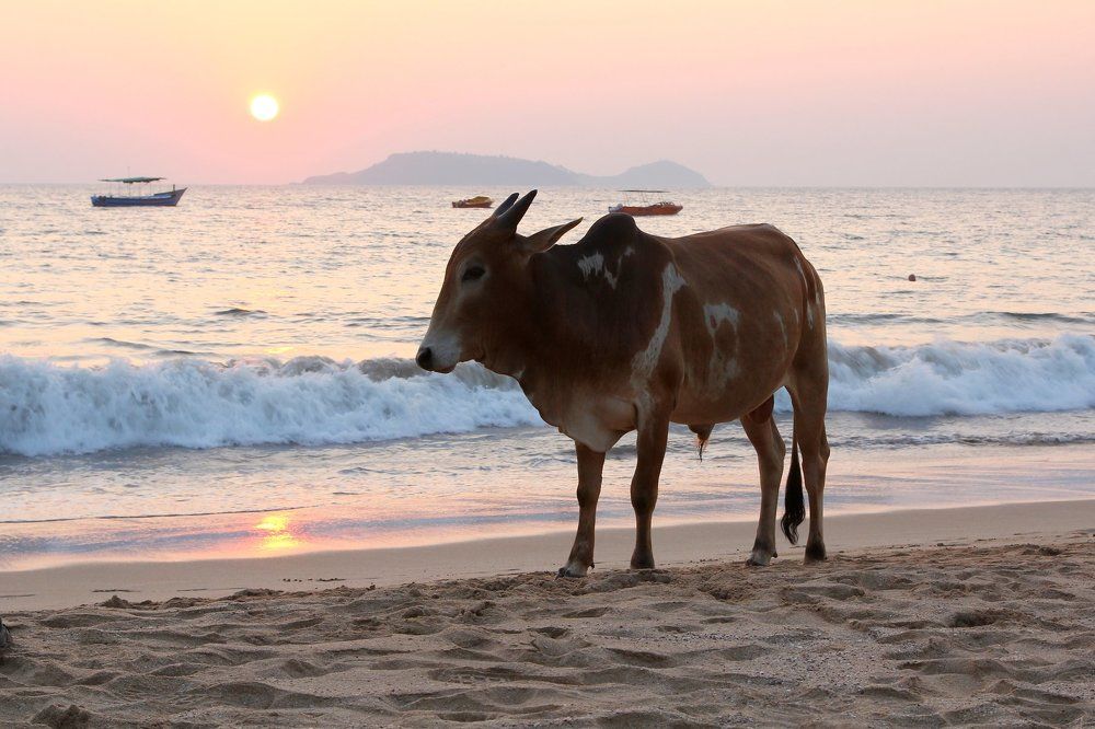 Романтичный бычок на закате. Богмоло Бич. Гоа.